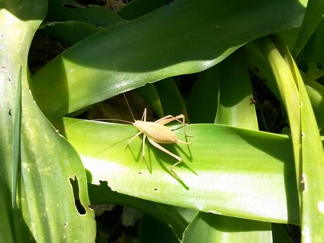 Phaneropteridae: Odontura arcuata